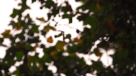 Maple leaves with constantly changing focus Stock Footage 52241958