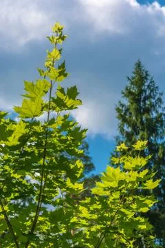 Maple leaves in a contoured light. Stock Photos