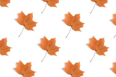 Maple leaves creative pattern on a white background. Stock Photos