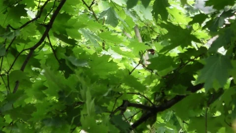 Maple leaves in daylight Stockbeeldmateriaal 90489682