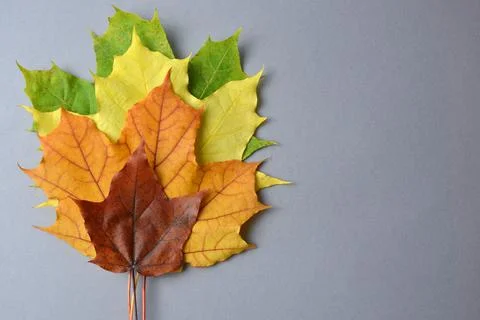 Maple leaves of different colors on a gray background. Stock Photos