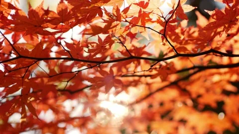 Maple leaves during fall in Japan, autumn colourful leaves in forest with sun Stock Footage 219599982