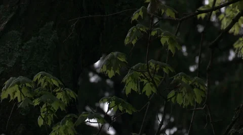 Maple leaves in early spring - Catskill Mountains Stock Footage 32167331