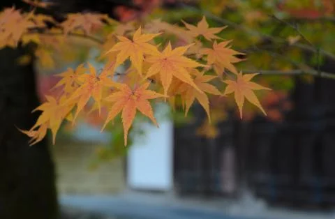 Maple Leaves at Eikando Temple in Kyoto, Japan Foto stock