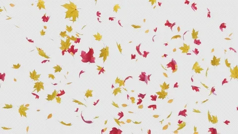 Maple Leaves Explosion Alpha Overlay Video stock 320674720