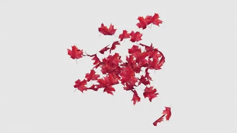 Maple Leaves Explosion Alpha Overlay Stock Footage 323429257