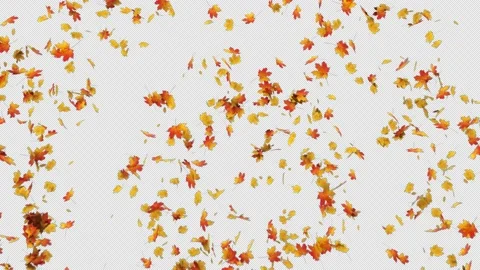 Maple Leaves Explosion Stock Footage 158913609