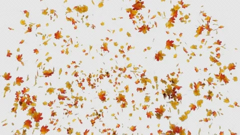 Maple Leaves Explosion Stock Footage 161153229