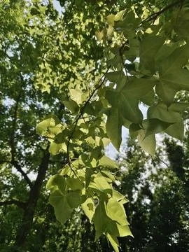 Maple leaves facing the light in the green field Stock-Fotos