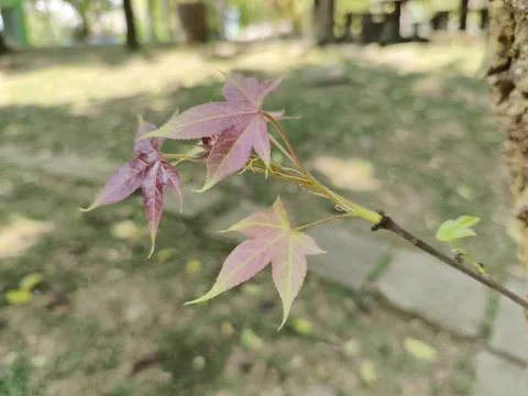 Maple leaves facing the light in the green field Stock Photos