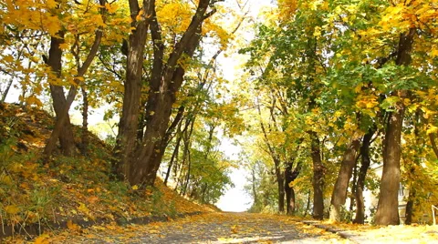 Maple leaves fall in an autumn park Stock Footage 42766205