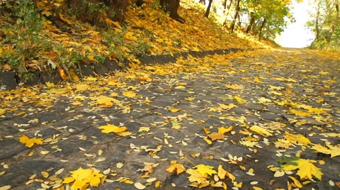 Maple leaves fall in autumn park Video stock 42873348
