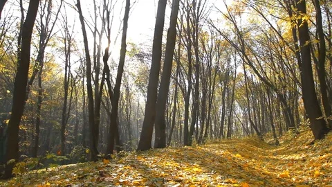 Maple leaves fall in an autumn park Stock Footage 72348352