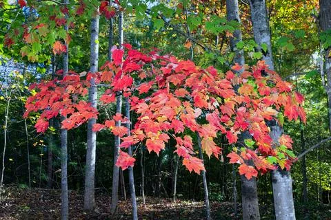 Maple Leaves in Fall Colors Stock Photos