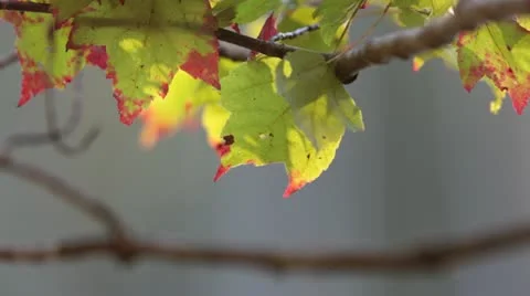 Maple Leaves Fall 스톡 동영상 12626113