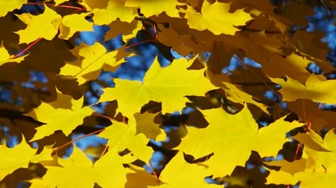 Maple leaves in fall Stock Footage 56289434