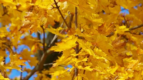 Maple leaves in fall Stock Footage 56290680