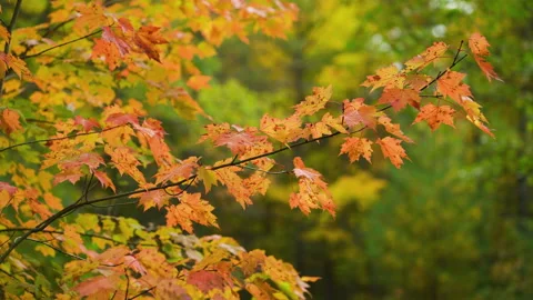 Maple leaves in Fall Stock Footage 147957928