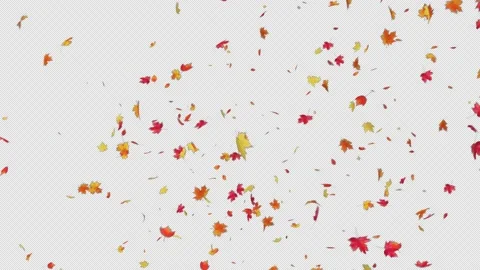 Maple Leaves Fall Stock Footage 229911502