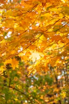 Maple leaves in the fall in the forest lit by sunlight Stock Photos