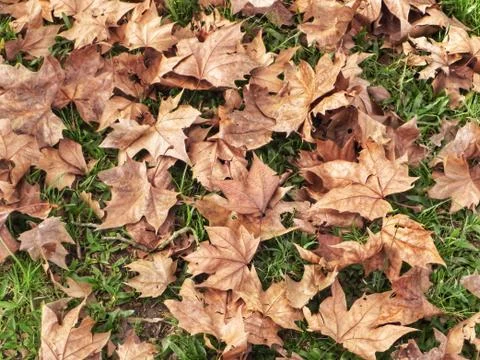 Maple leaves fall in the grass Stock Photos
