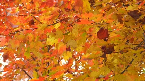 Maple leaves in fall leaves, maple leaves are changing colors in the autumn Stock Footage 254430452