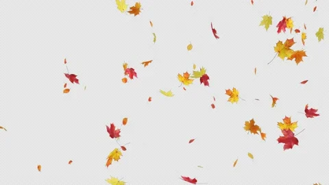 Maple Leaves Fall Loop Stock Footage 236446347