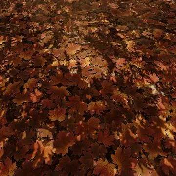 Maple Leaves Fall Stock Photos