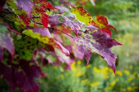 Maple leaves in the fall  Stock Photos