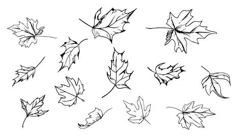 Maple leaves fall set black and white vector illustration. Autumn nature ba.. Stock Illustration