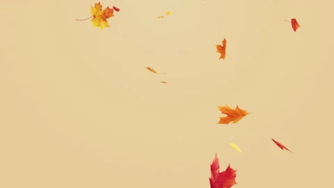 Maple Leaves Fall Slow on Pastel Background Stock Footage 221410481