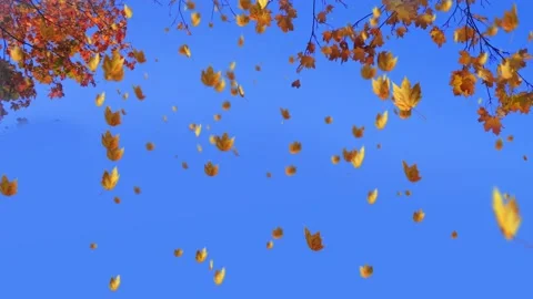 Maple leaves fall from the trees in autumn Stock Footage 143758600
