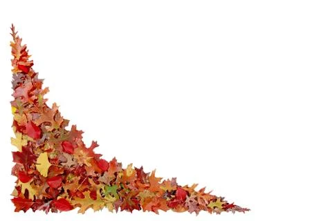 Maple leaves fall on a white background, With clipping path Stock Photos
