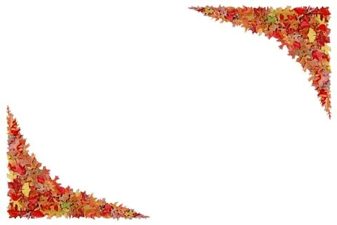 Maple leaves fall on a white background, With clipping path Stock Photos