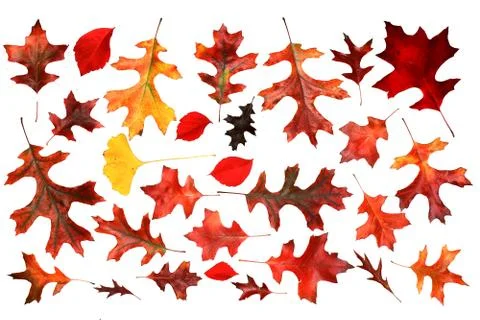 Maple leaves fall on a white background, With clipping path Foto stock