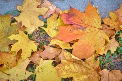 Maple leaves fallen to the ground Stock Photos