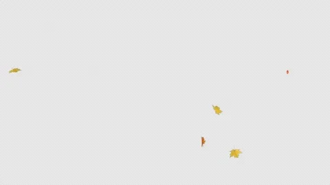 Maple Leaves Falling Alpha Clip Stock Footage 318714272