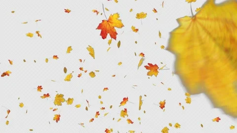 Maple Leaves Falling Stock Footage 163189311