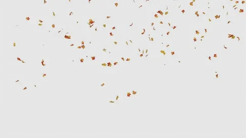 Maple Leaves Falling Stock Footage 205116420