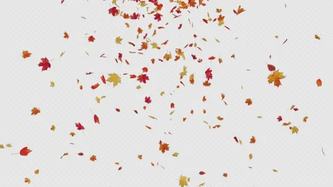 Maple Leaves Falling Stock Footage 224459785