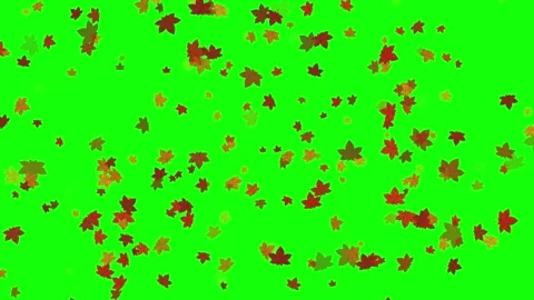 Maple Leaves Falling Green Screen Autumn Loop Stock Footage 319885168