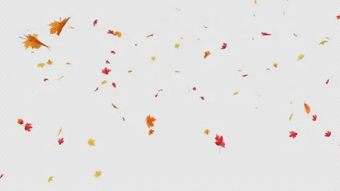 Maple Leaves Falling in Loop Stock Footage 305771343