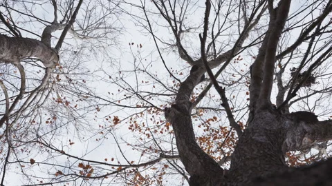 Maple Leaves Falling From Maple Tree Fall Slow Motion Zoom Stock Footage 295448502