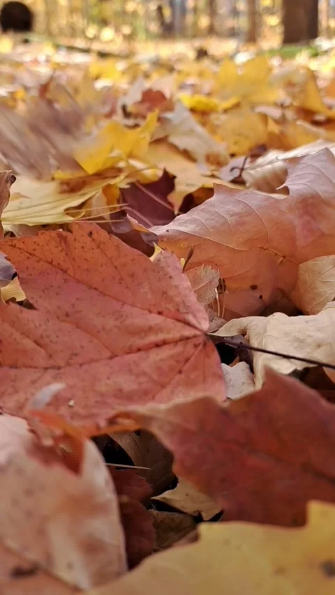 Maple Leaves Falling off Slow Motion Stock Footage 289610424