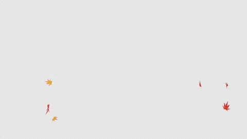 Maple Leaves Falling Start-to-End Alpha Loop Stock Footage 318217342