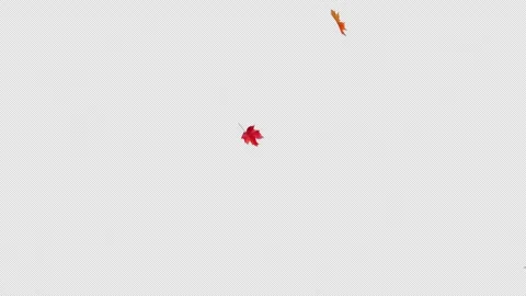 Maple Leaves Falling Start to End and Seamless Loop on Alpha. Vidéo 341644444