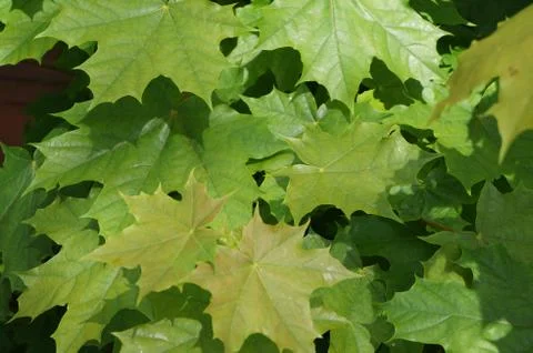 Maple leaves with five lobes normal Stock Photos