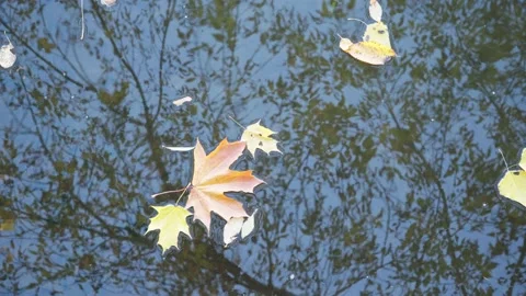 Maple leaves float in clear water in autumn Stock Footage 141385833
