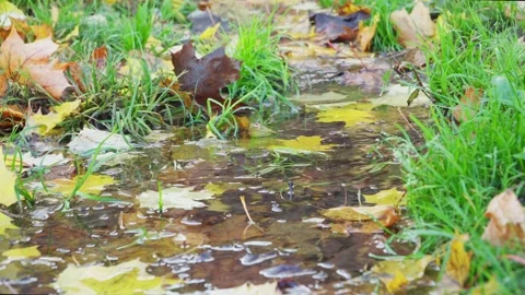 Maple leaves float in clear water in autumn Stock Footage 141386337