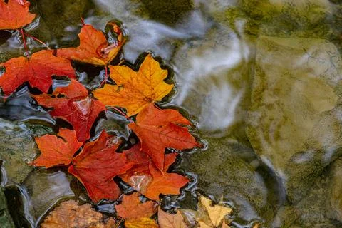 Maple leaves floating in the pond Stock Photos